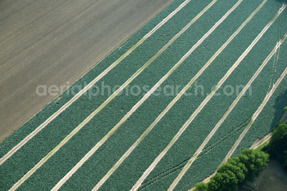 Aerial image Cappeln (Oldenburg) - Structures on agricultural fields with vegetable rows in Cappeln (Oldenburg) in the state Lower Saxony