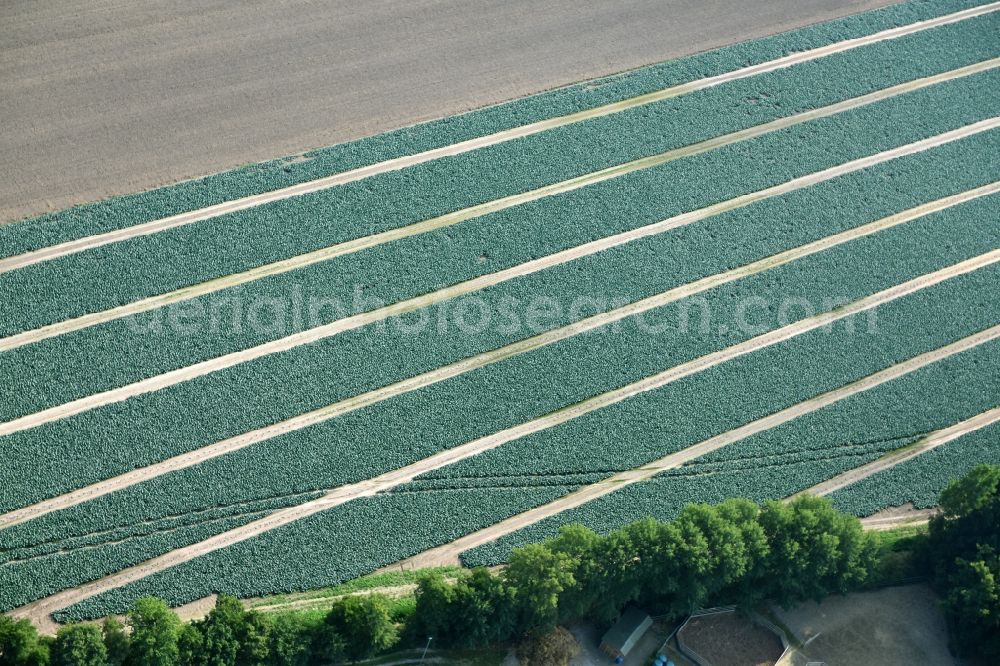 Aerial photograph Cappeln (Oldenburg) - Structures on agricultural fields with vegetable rows in Cappeln (Oldenburg) in the state Lower Saxony