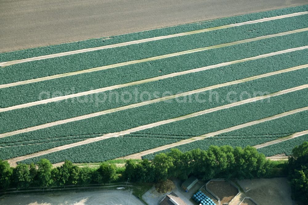 Cappeln (Oldenburg) from above - Structures on agricultural fields with vegetable rows in Cappeln (Oldenburg) in the state Lower Saxony