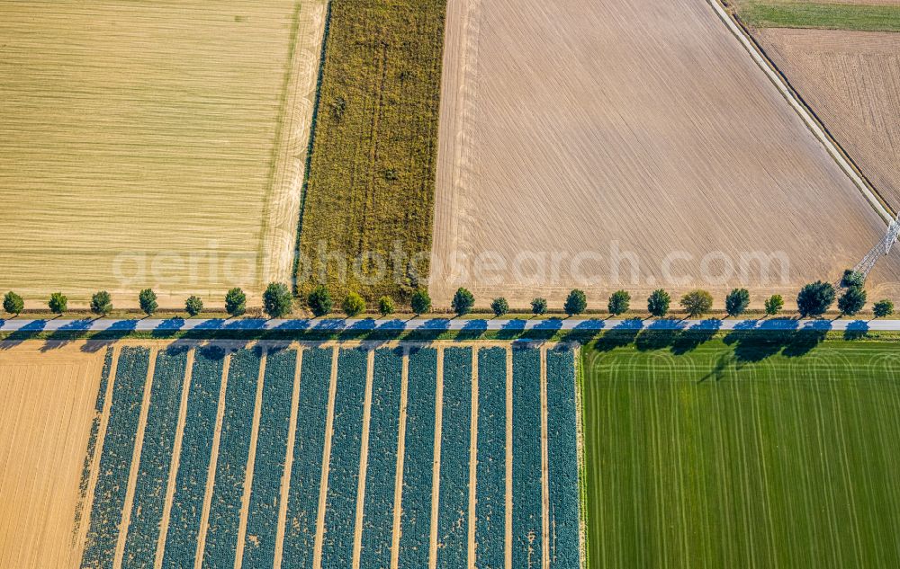 Aerial image Horn-Millinghausen - Structures on agricultural fields in Horn-Millinghausen in the state North Rhine-Westphalia, Germany