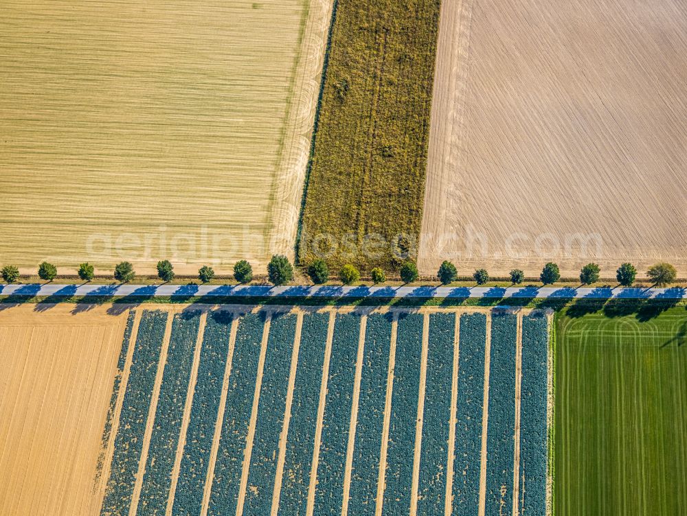 Aerial photograph Horn-Millinghausen - Structures on agricultural fields in Horn-Millinghausen in the state North Rhine-Westphalia, Germany