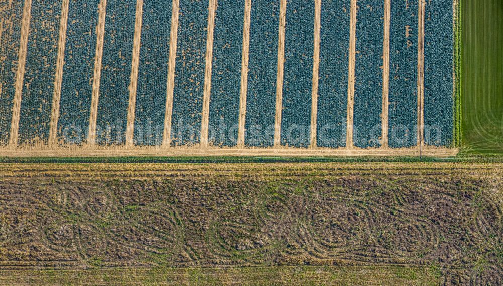 Aerial photograph Horn-Millinghausen - Structures on agricultural fields in Horn-Millinghausen in the state North Rhine-Westphalia, Germany