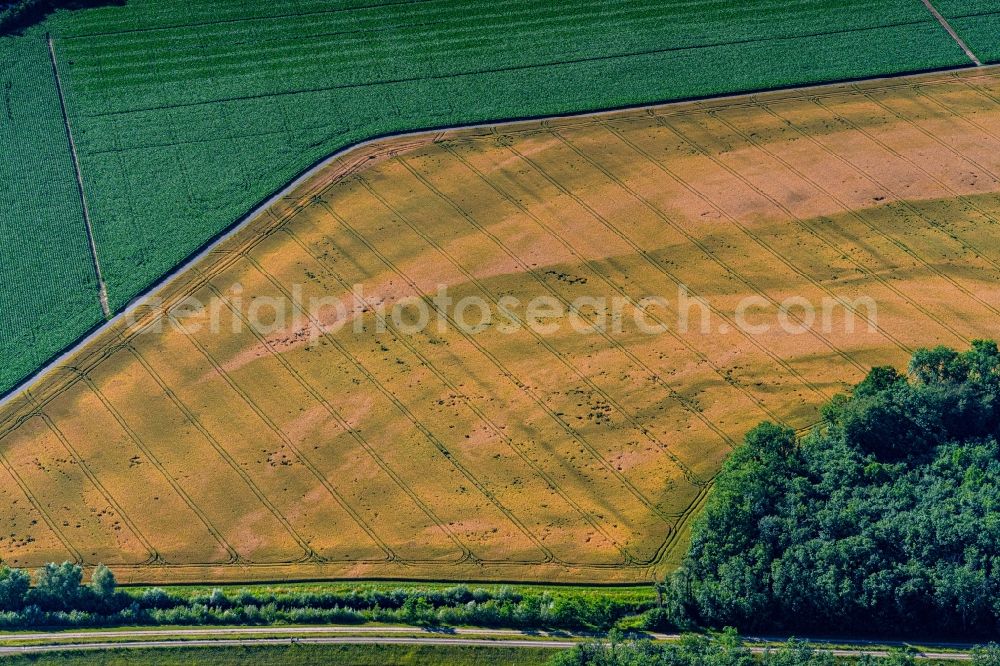 Aerial photograph Rheinhausen - Structures on agricultural fields in Oberrheingraben in Rheinhausen in the state Baden-Wurttemberg, Germany