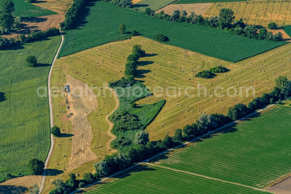 Rheinhausen from the bird's eye view: Structures on agricultural fields in Oberrheingraben in Rheinhausen in the state Baden-Wurttemberg, Germany