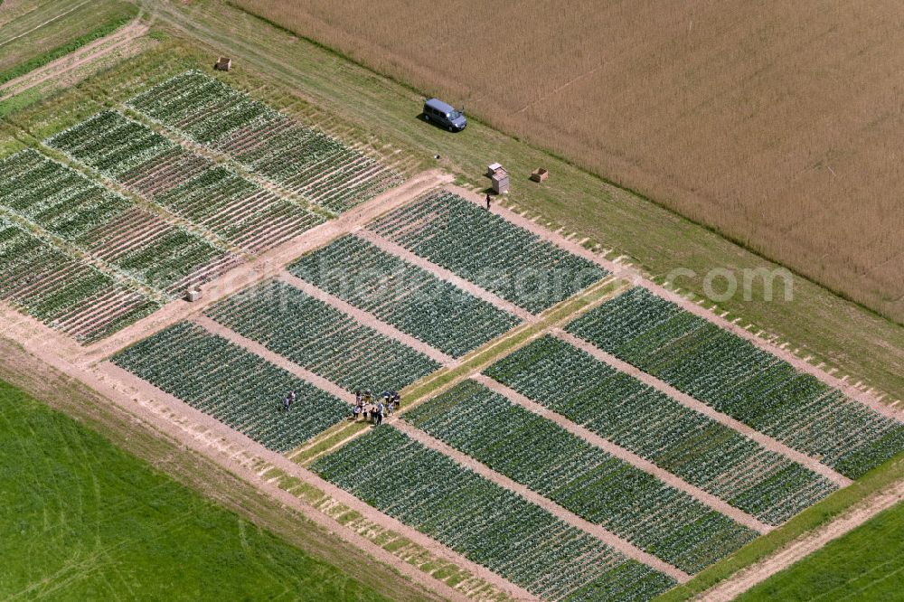 Aerial photograph Stuttgart - Structures on agricultural fields in the district Hohenheim in Stuttgart in the state Baden-Wuerttemberg, Germany