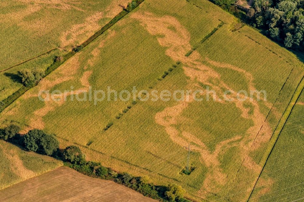 Rheinhausen from above - Structures on agricultural fieldsUnderground waterways see through drought in Rheinhausen in the state Baden-Wurttemberg, Germany