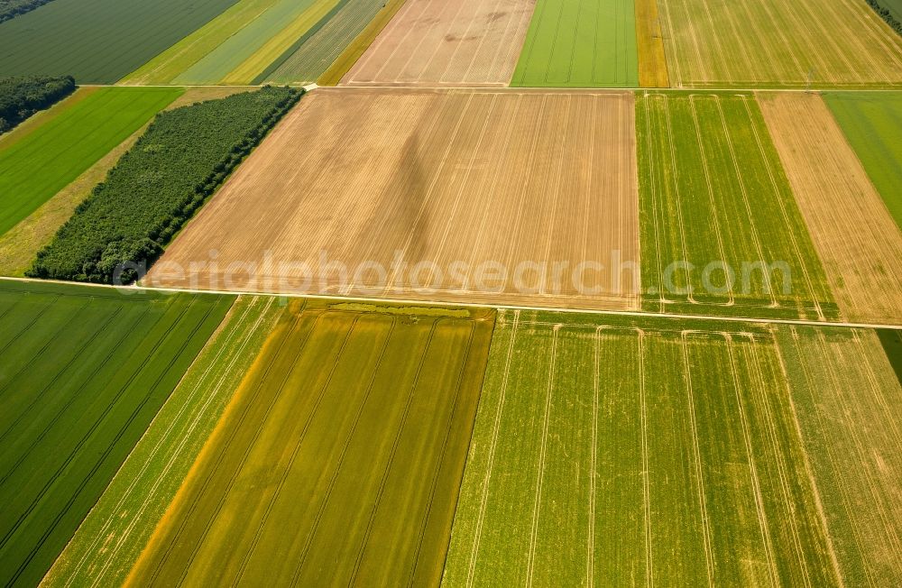 Zülpich from the bird's eye view: Structures on agricultural fields in Zuelpich in the state North Rhine-Westphalia