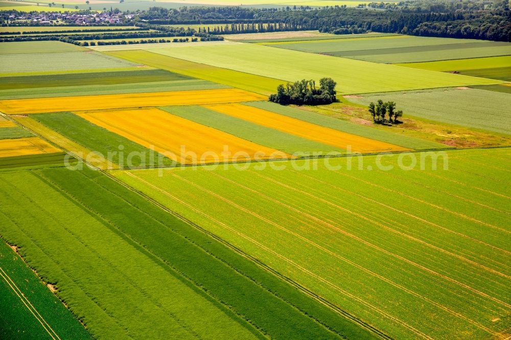 Zülpich from above - Structures on agricultural fields in Zuelpich in the state North Rhine-Westphalia