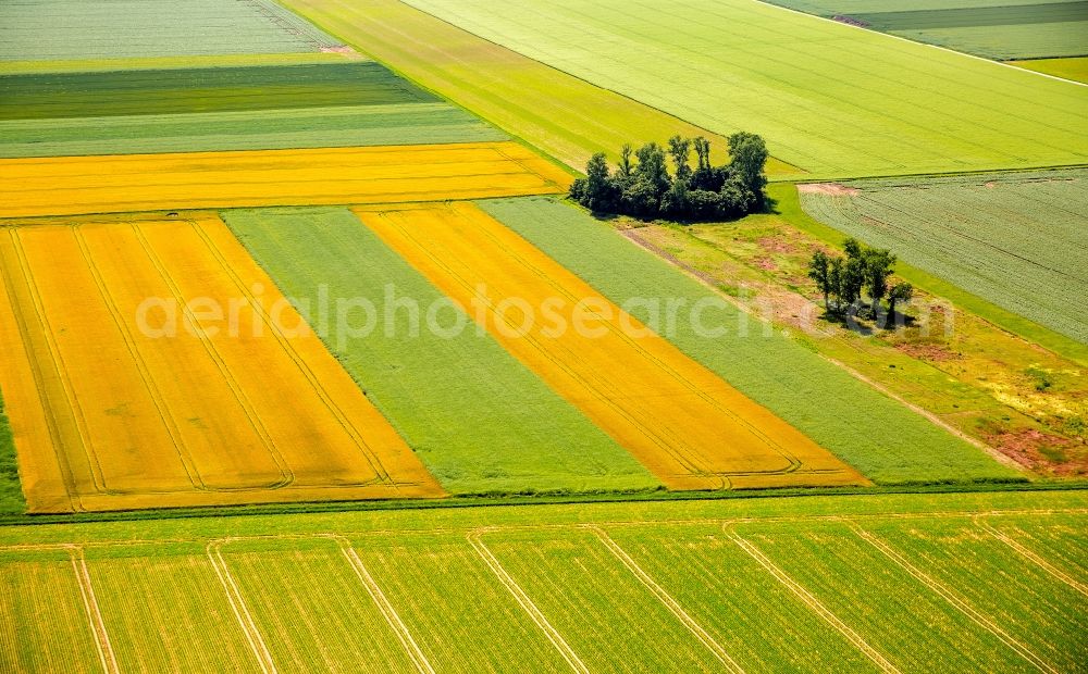 Zülpich from the bird's eye view: Structures on agricultural fields in Zuelpich in the state North Rhine-Westphalia