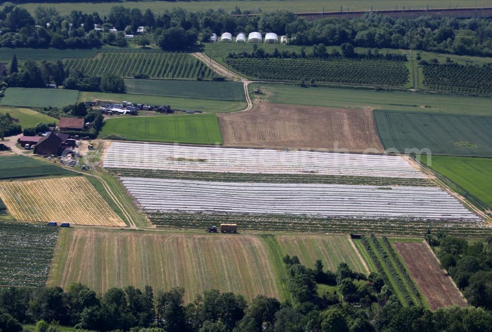 Erfurt from above - Structures on agricultural fields for growing strawberries in the district Hochheim in Erfurt in the state Thuringia, Germany