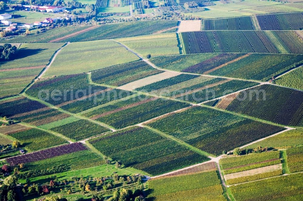 Aerial photograph Heuchelheim-Klingen - Structures on wine yards with differently coloured wine grapes in Heuchelheim-Klingen in the state Rhineland-Palatinate