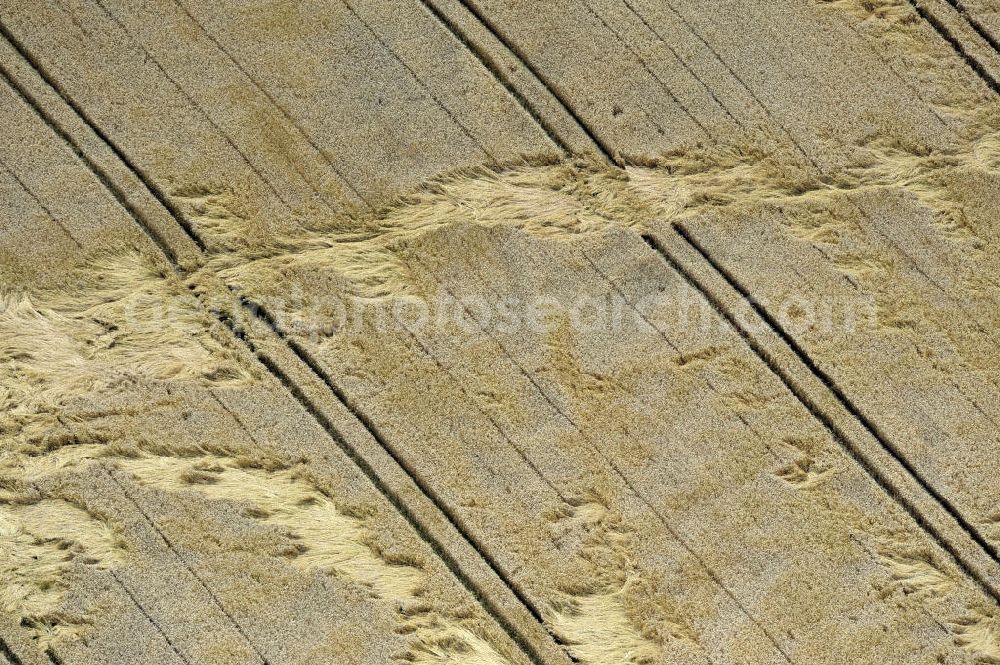 Groß Gievitz from the bird's eye view: Sturmschäden durch Windeinfluss an einem Getreidefeld in der Nähe von Groß Gievitz, Mecklenburg-Vorpommern. Storm damage, caused by wind forces, to a cornfield near the town Gross Gievitz, Mecklenburg-Western Pomerania.