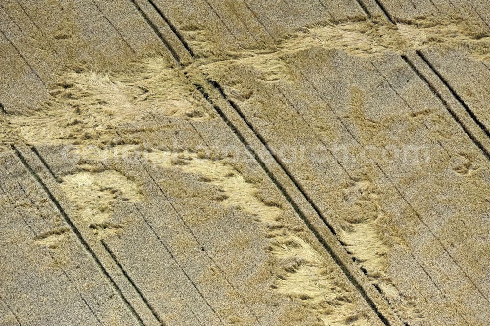 Aerial image Groß Gievitz - Sturmschäden durch Windeinfluss an einem Getreidefeld in der Nähe von Groß Gievitz, Mecklenburg-Vorpommern. Storm damage, caused by wind forces, to a cornfield near the town Gross Gievitz, Mecklenburg-Western Pomerania.