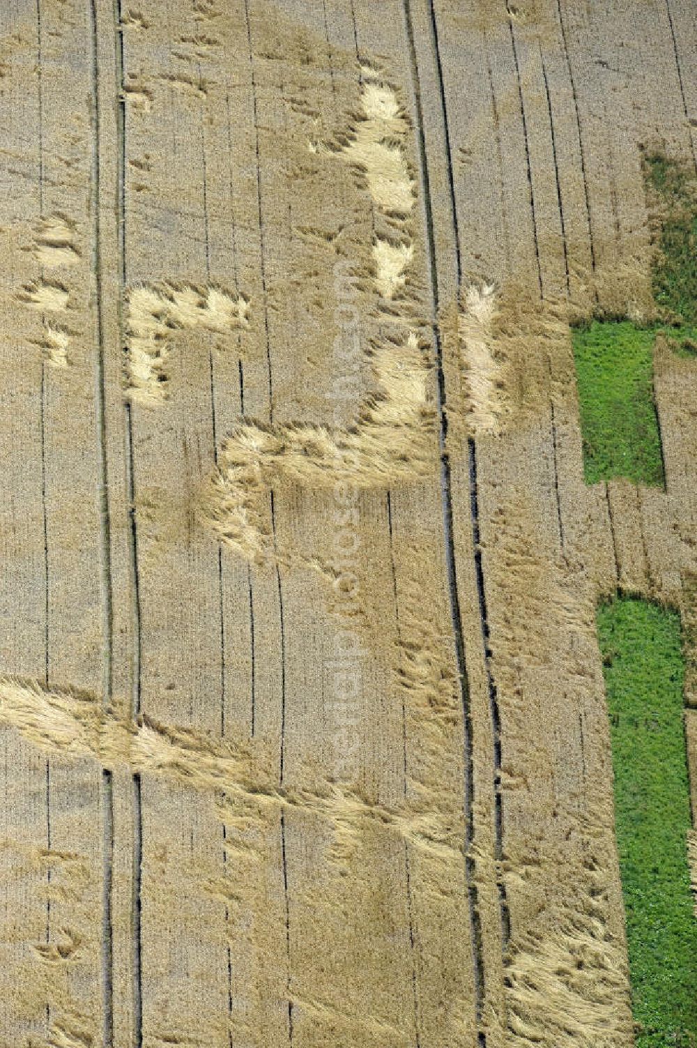 Aerial photograph Groß Gievitz - Sturmschäden durch Windeinfluss an einem Getreidefeld in der Nähe von Groß Gievitz, Mecklenburg-Vorpommern. Storm damage, caused by wind forces, to a cornfield near the town Gross Gievitz, Mecklenburg-Western Pomerania.