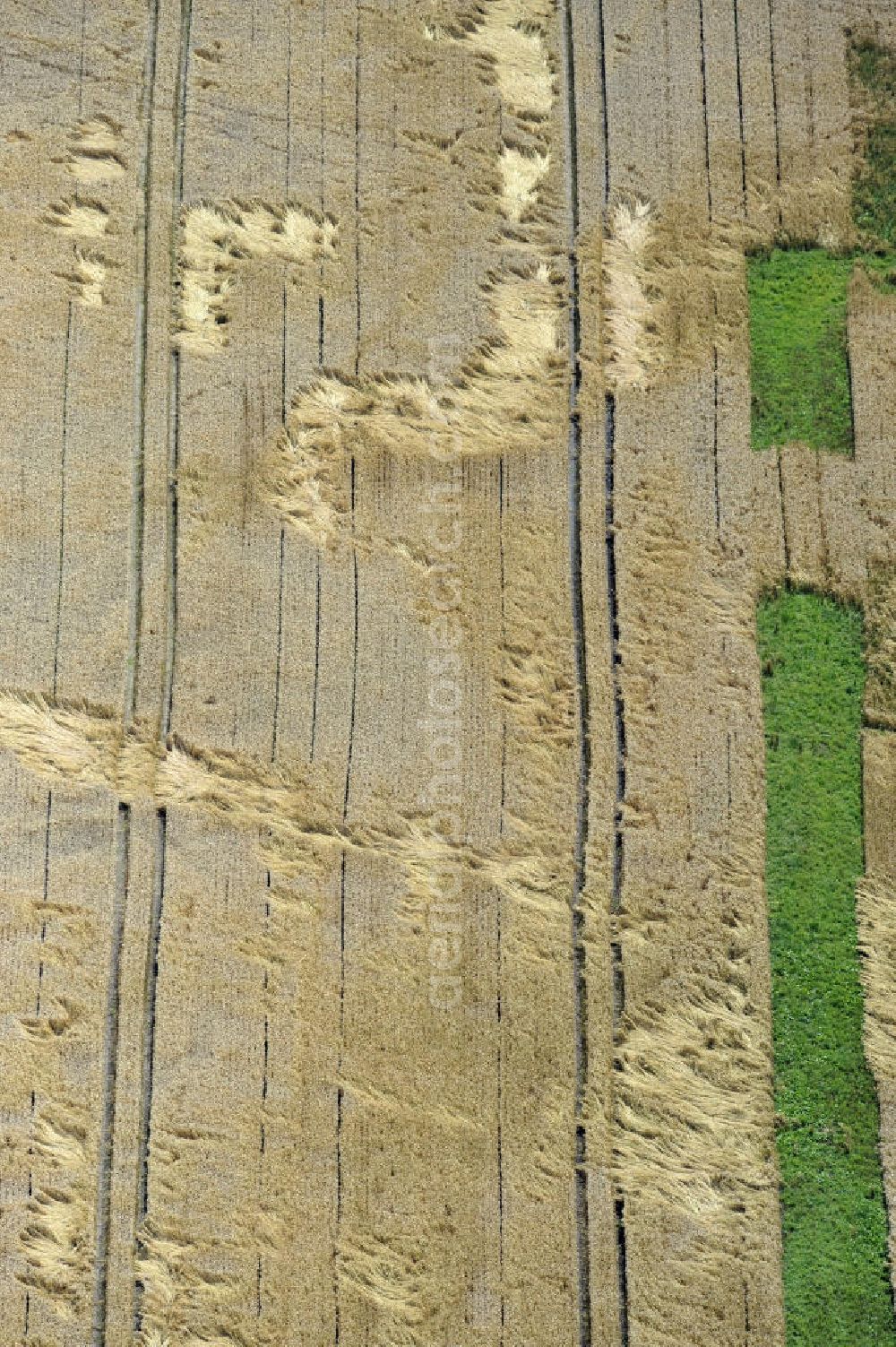 Groß Gievitz from above - Sturmschäden durch Windeinfluss an einem Getreidefeld in der Nähe von Groß Gievitz, Mecklenburg-Vorpommern. Storm damage, caused by wind forces, to a cornfield near the town Gross Gievitz, Mecklenburg-Western Pomerania.