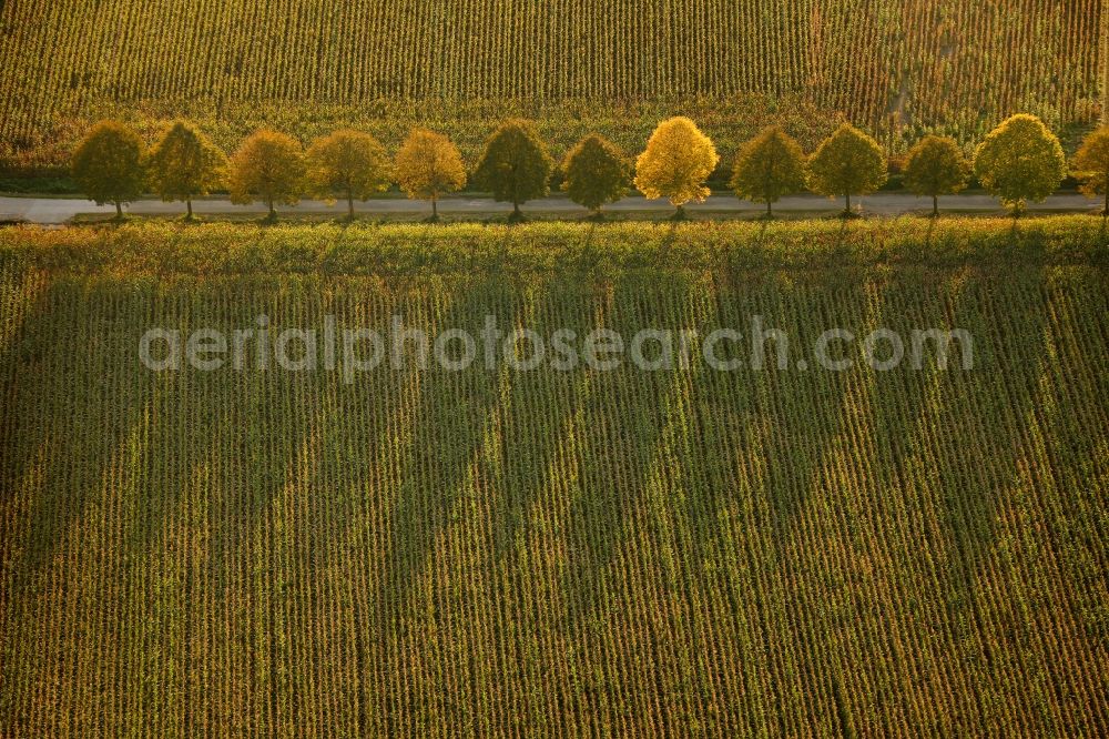 Aerial image Herten - View of the avenue Talweg in Herten in the state North Rhine-Westphalia