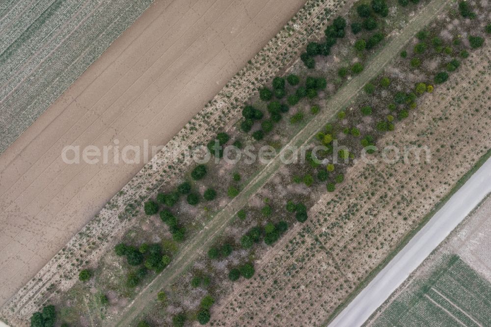 Bietigheim-Bissingen from the bird's eye view: Tree on a country road between two fields in Bietigheim-Bissingen im Baden-Wuerttemberg