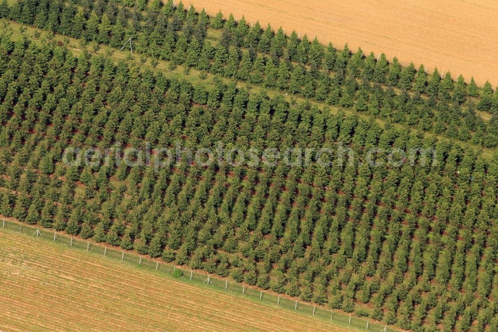 Aerial photograph Erfurt - Fir trees near Erfurt in Thuringia