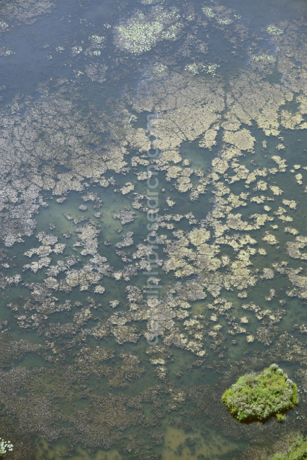 Lebus from above - Pool in Lebus in the state Brandenburg