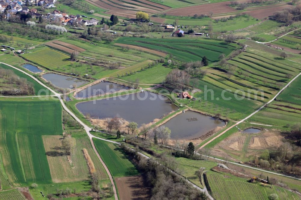 Ettenheim from above - Ponds in Ettenheim at the Upper Rhine in the state Baden-Wuerttemberg