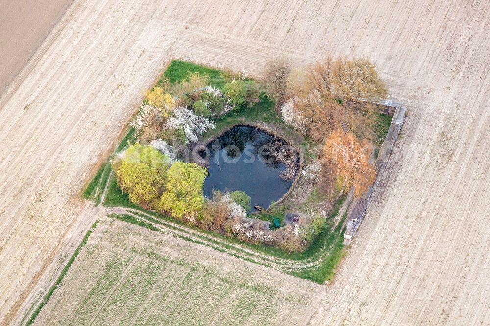 Neupotz from above - Pond in Neupotz in the state Rhineland-Palatinate