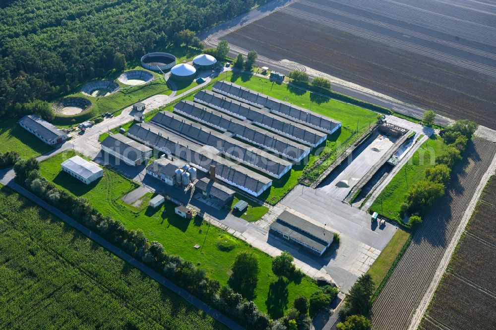 Langenlipsdorf from the bird's eye view: Animal breeding equipment Livestock breeding for meat production on street Dorfstrasse - Pappelallee in Langenlipsdorf in the state Brandenburg, Germany