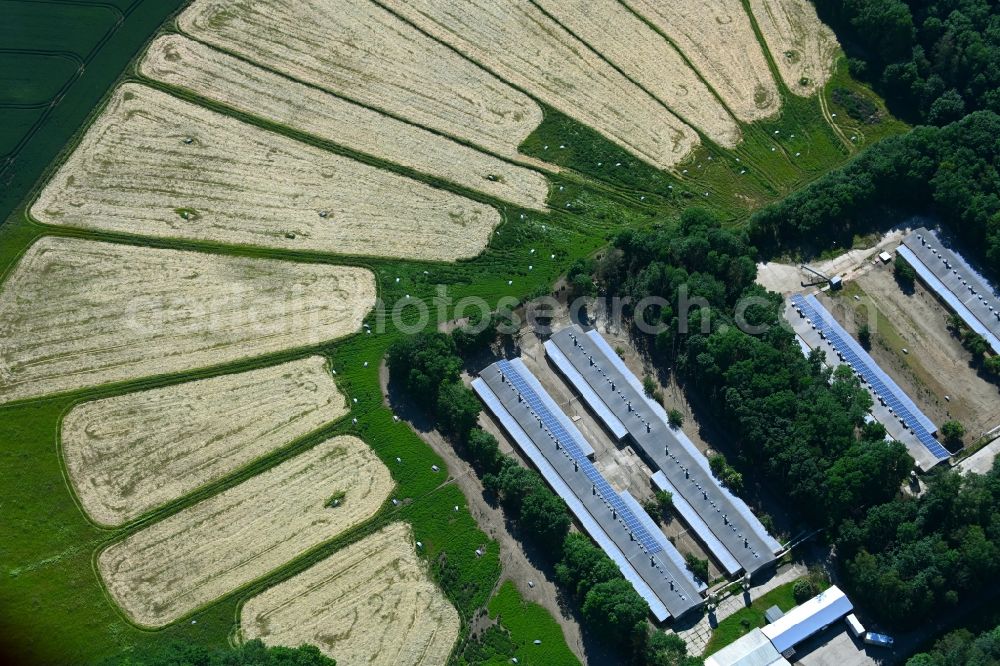 Aerial photograph Deersheim - Stalled equipment for poultry farming and poultry production in Deersheim in the state Saxony-Anhalt, Germany