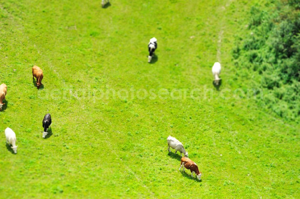 Aerial image Klein Dratow - Kühe auf einer Wiese mit Tiltshifteffekt in der Nähe von Klein Dratow, Mecklenburg-Vorpommern. Cows on a meadow with tilt shift effect near Klein Dratow, Mecklenburg-Western Pomerania.