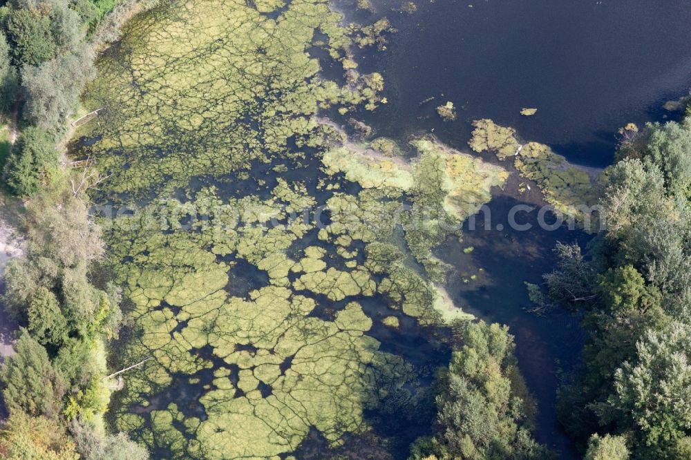 Aerial image Leimersheim - Ponds and Morast- water surface in a pond landscape on the old rhine in the district Hardtwald in Leimersheim in the state Rhineland-Palatinate