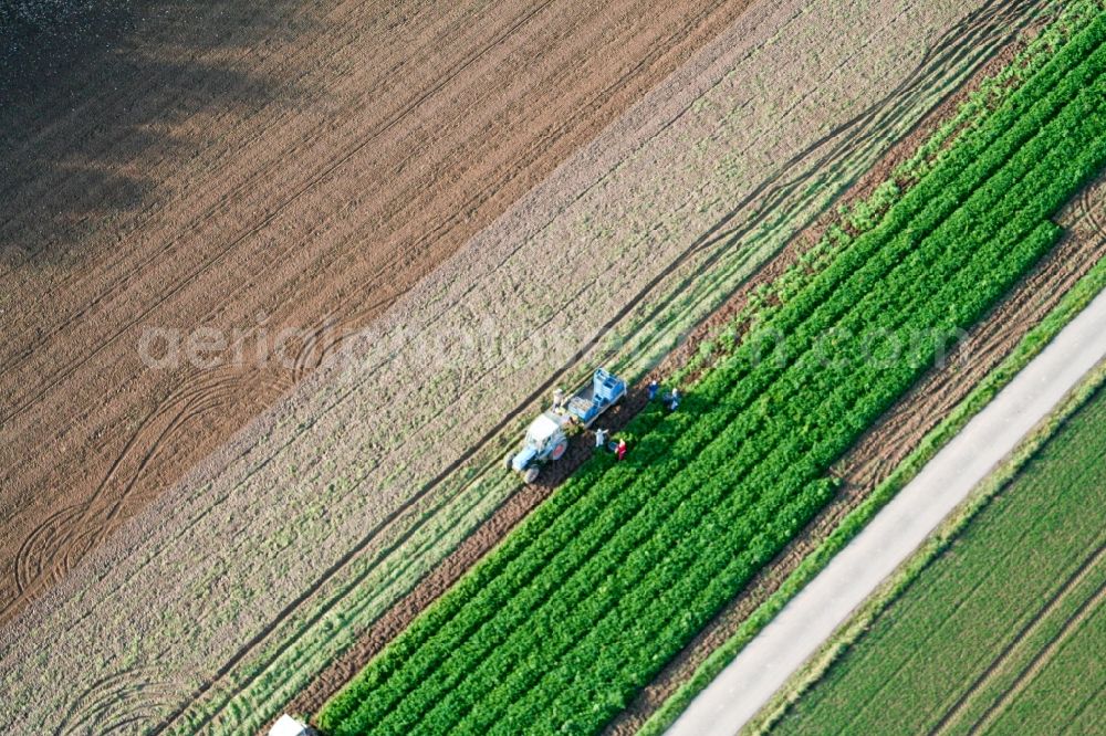 Böbingen from the bird's eye view: Tractor harvestinf vegetables on agricultural fields in Boebingen in the state Rhineland-Palatinate