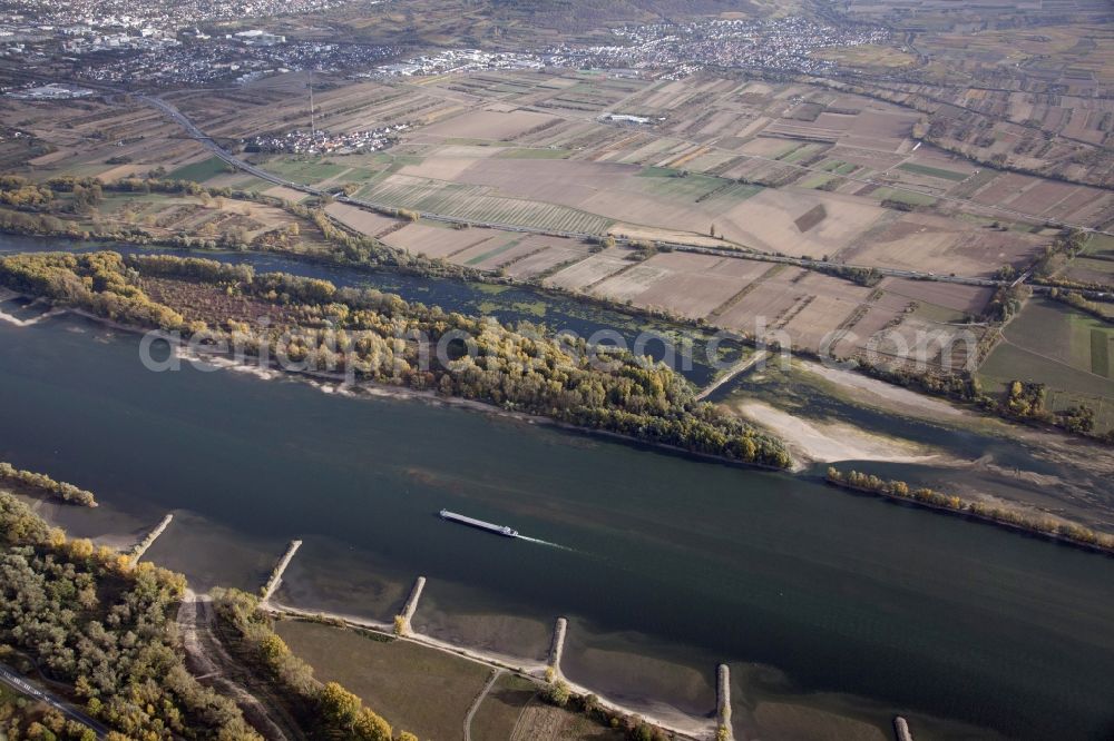 Ingelheim am Rhein from the bird's eye view: Shore areas exposed by low-water level riverbed on Rhein in Ingelheim am Rhein in the state Rhineland-Palatinate, Germany