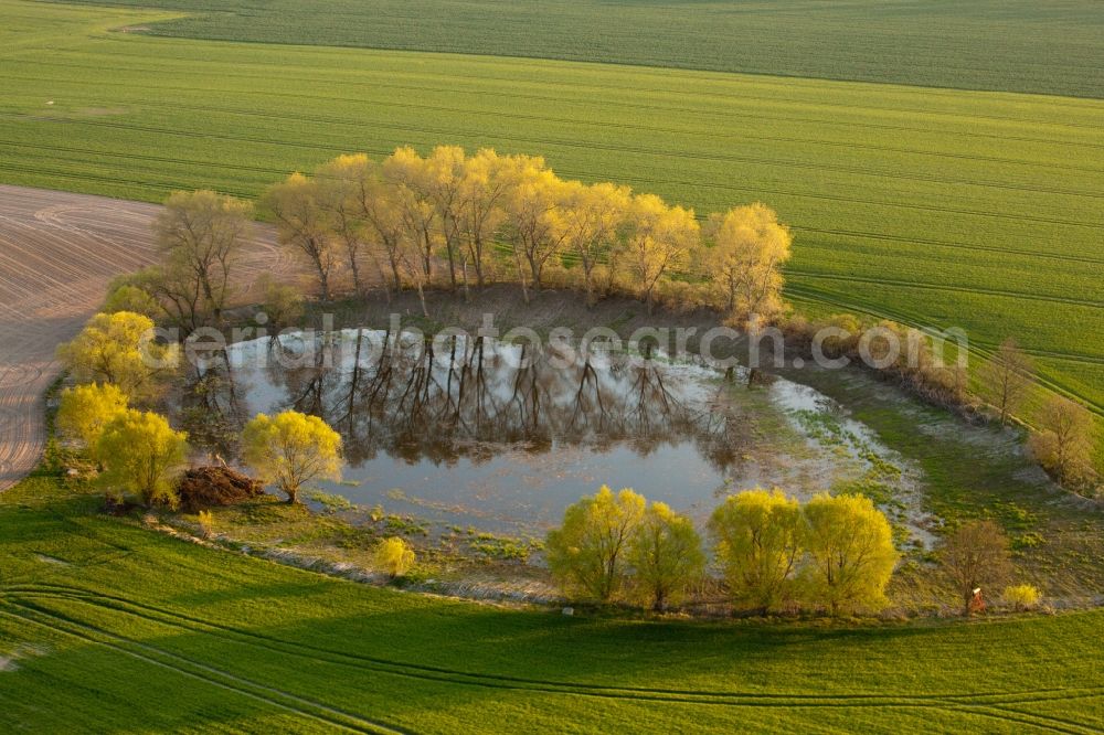 Aerial photograph Niederer Fläming - Riparian areas on the lake area of Roete sourrounded by golden maple trees in Niederer Flaeming in the state Brandenburg