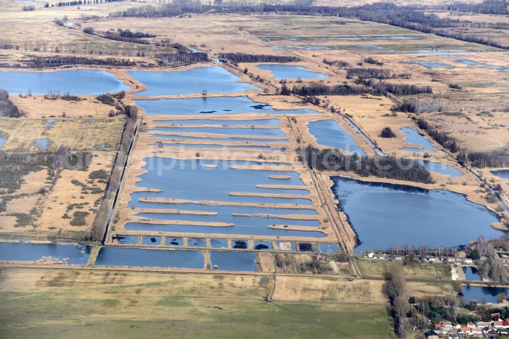 Linum from above - Shore areas of the ponds for fish farming in Linum in the state Brandenburg, Germany