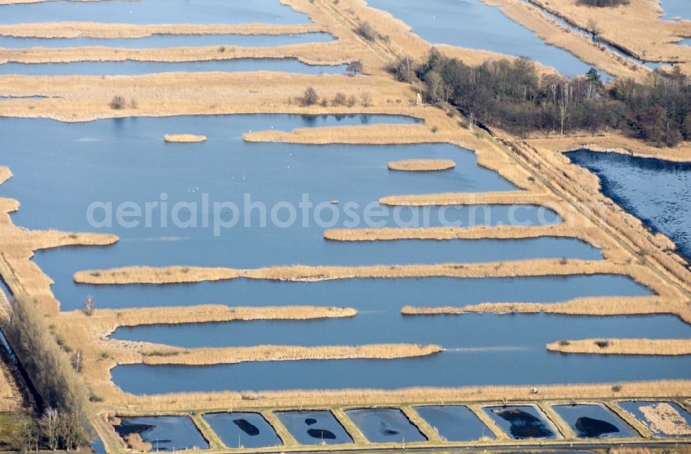 Aerial photograph Linum - Shore areas of the ponds for fish farming in Linum in the state Brandenburg, Germany