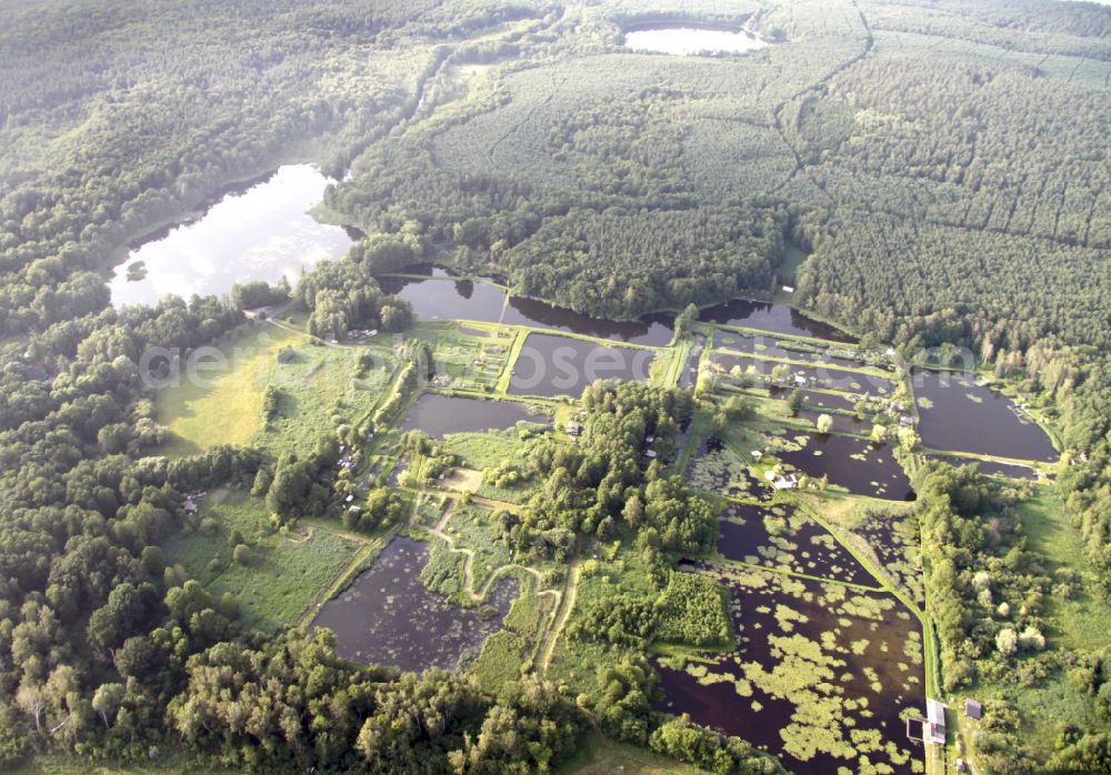 Marienwerder from the bird's eye view: Shore areas of the ponds for fish farming on lake Pechteich in Marienwerder in the state Brandenburg, Germany