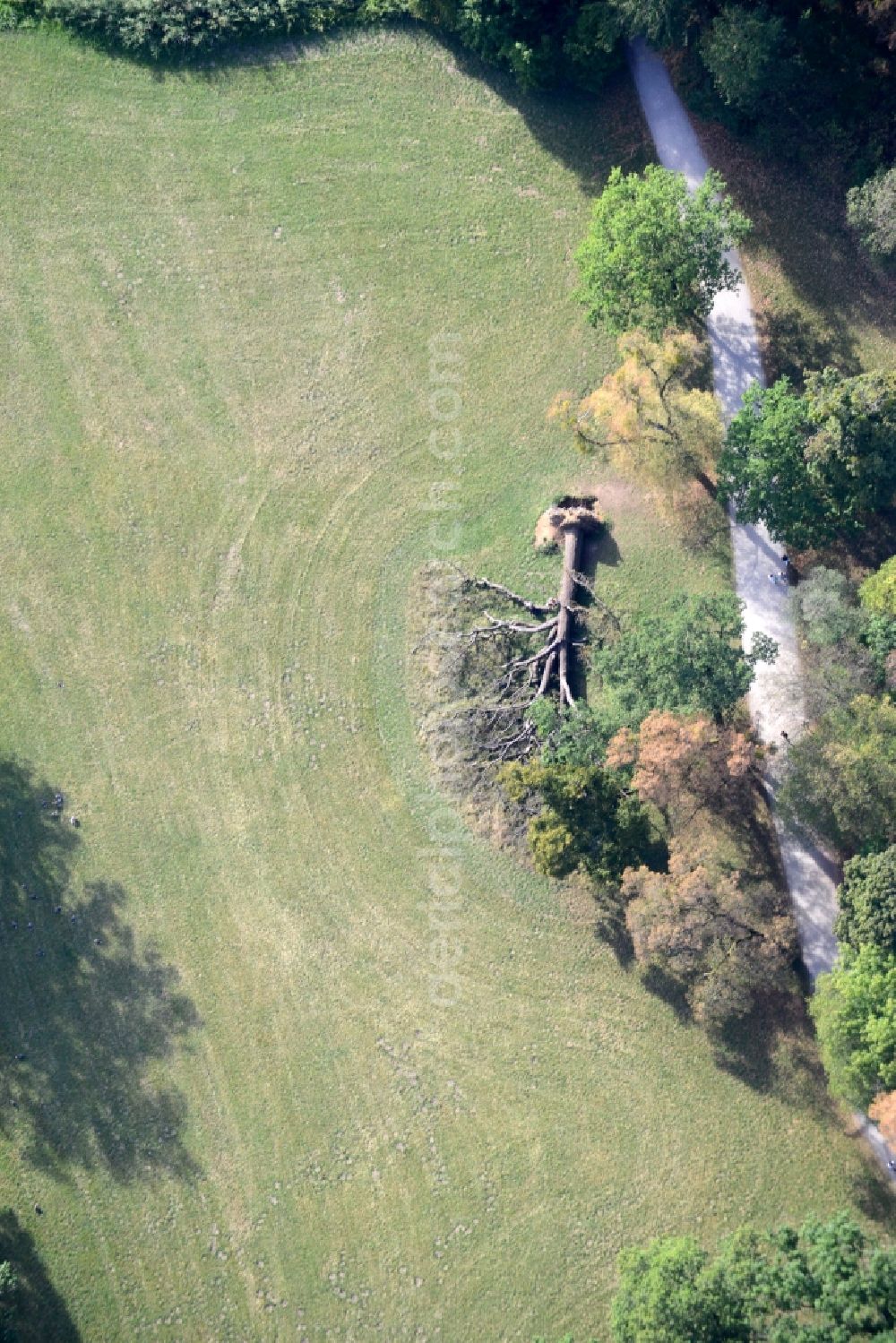 Aerial image München - Fallen tree on a meadow in the castle park of Nymphenburg in Munich in the state of Bavaria