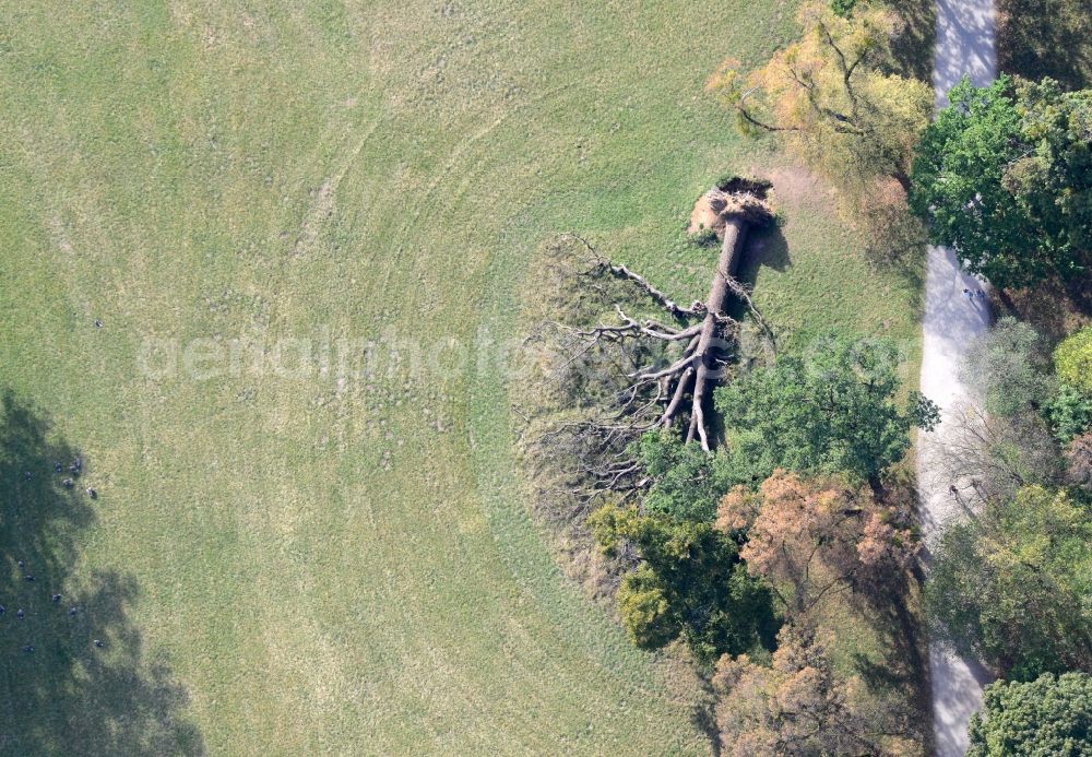 Aerial photograph München - Fallen tree on a meadow in the castle park of Nymphenburg in Munich in the state of Bavaria