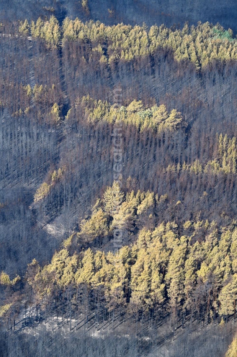 Klausdorf from the bird's eye view: Damage by the Great Fire - destroyed forest fire tree population in a wooded area - forest terrain in Klausdorf in the state Brandenburg, Germany