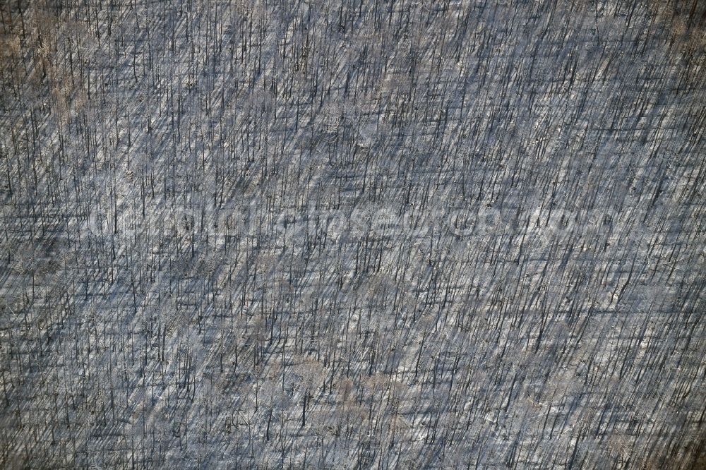 Aerial image Klausdorf - Damage by the Great Fire - destroyed forest fire tree population in a wooded area - forest terrain in Klausdorf in the state Brandenburg, Germany