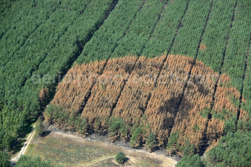 Schönwald from above - Damage by the Great Fire - destroyed forest fire tree population in a wooded area - forest terrain in Schoenwald in the state Brandenburg