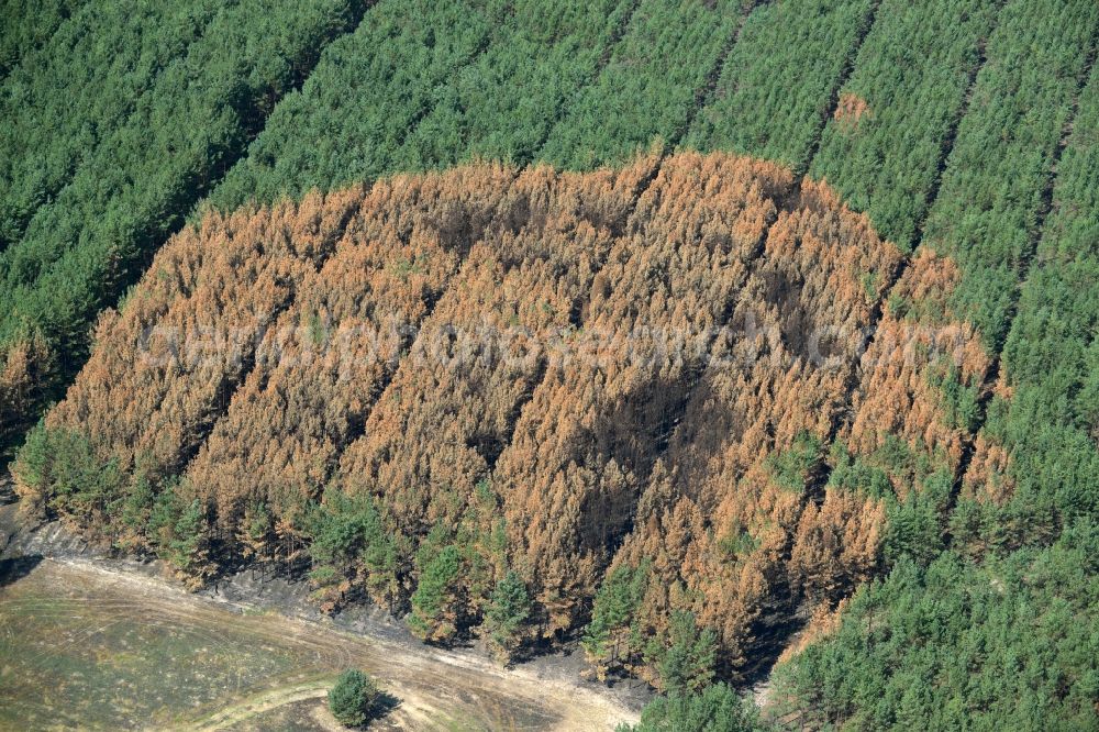 Schönwald from the bird's eye view: Damage by the Great Fire - destroyed forest fire tree population in a wooded area - forest terrain in Schoenwald in the state Brandenburg