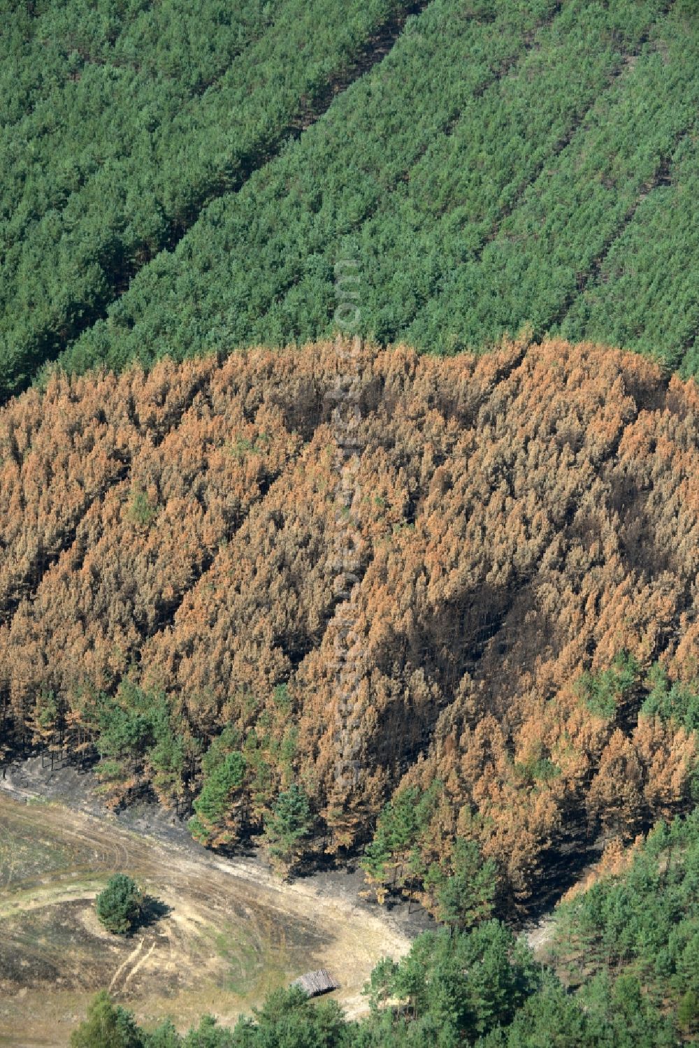 Aerial image Schönwald - Damage by the Great Fire - destroyed forest fire tree population in a wooded area - forest terrain in Schoenwald in the state Brandenburg