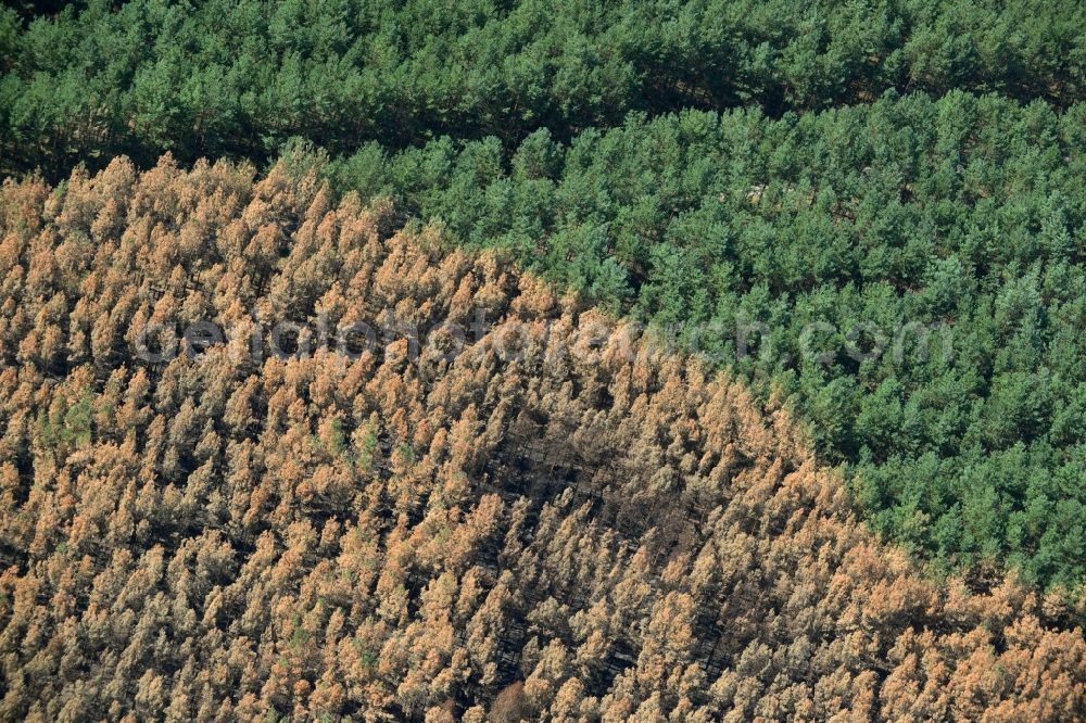 Aerial photograph Schönwald - Damage by the Great Fire - destroyed forest fire tree population in a wooded area - forest terrain in Schoenwald in the state Brandenburg