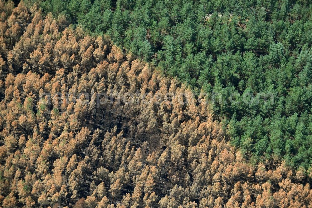 Schönwald from above - Damage by the Great Fire - destroyed forest fire tree population in a wooded area - forest terrain in Schoenwald in the state Brandenburg