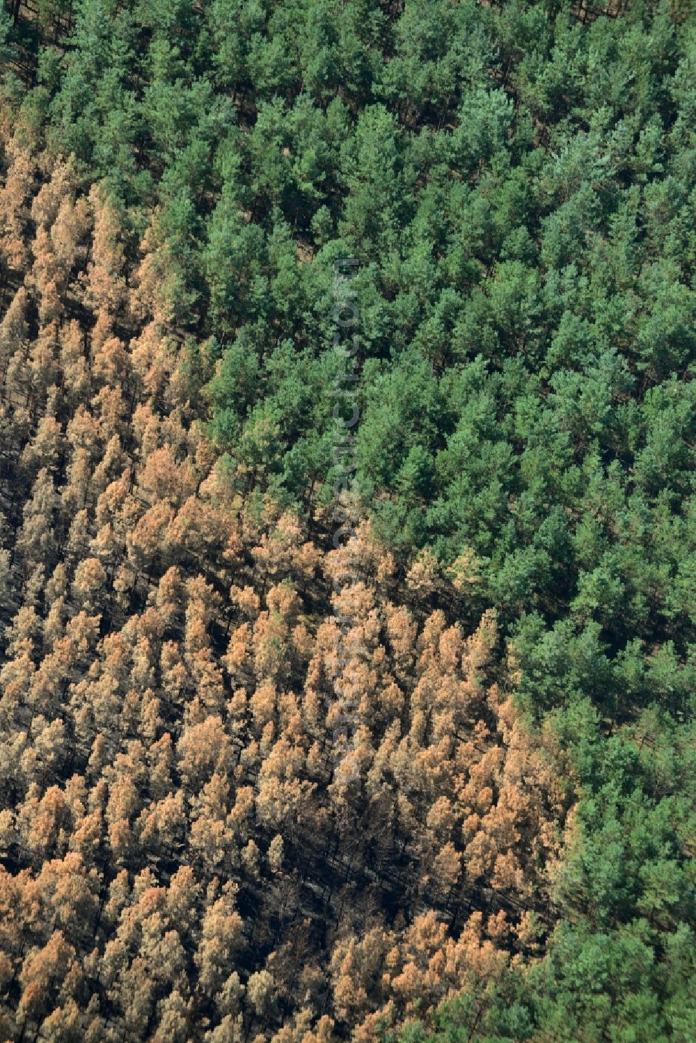 Schönwald from the bird's eye view: Damage by the Great Fire - destroyed forest fire tree population in a wooded area - forest terrain in Schoenwald in the state Brandenburg