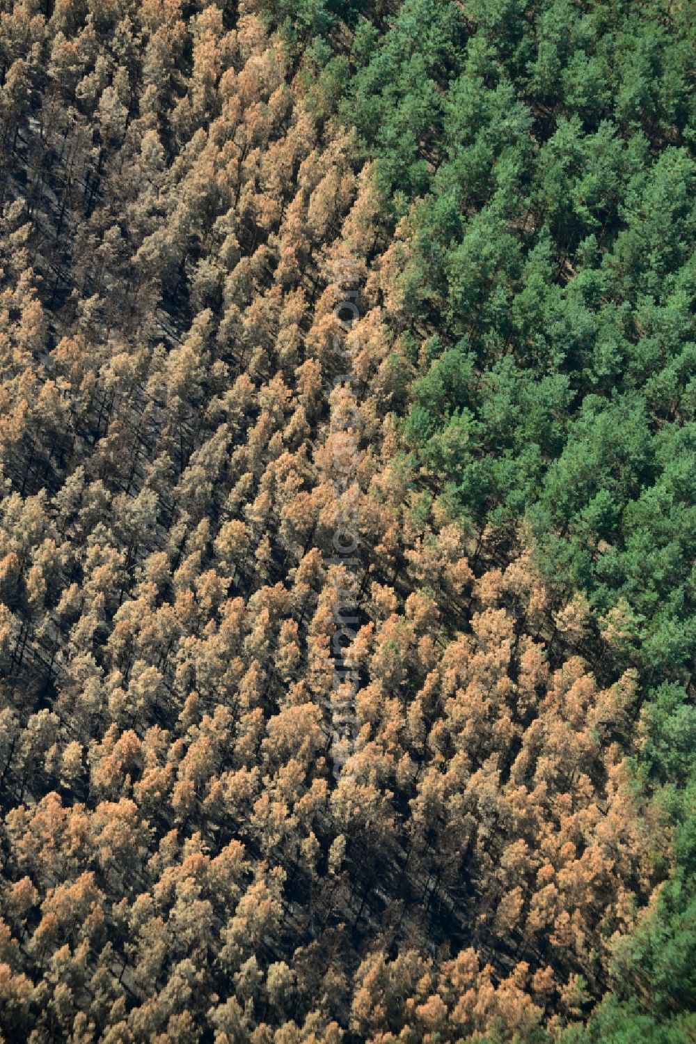 Aerial image Schönwald - Damage by the Great Fire - destroyed forest fire tree population in a wooded area - forest terrain in Schoenwald in the state Brandenburg