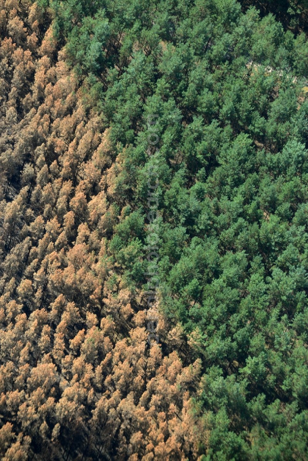 Aerial photograph Schönwald - Damage by the Great Fire - destroyed forest fire tree population in a wooded area - forest terrain in Schoenwald in the state Brandenburg