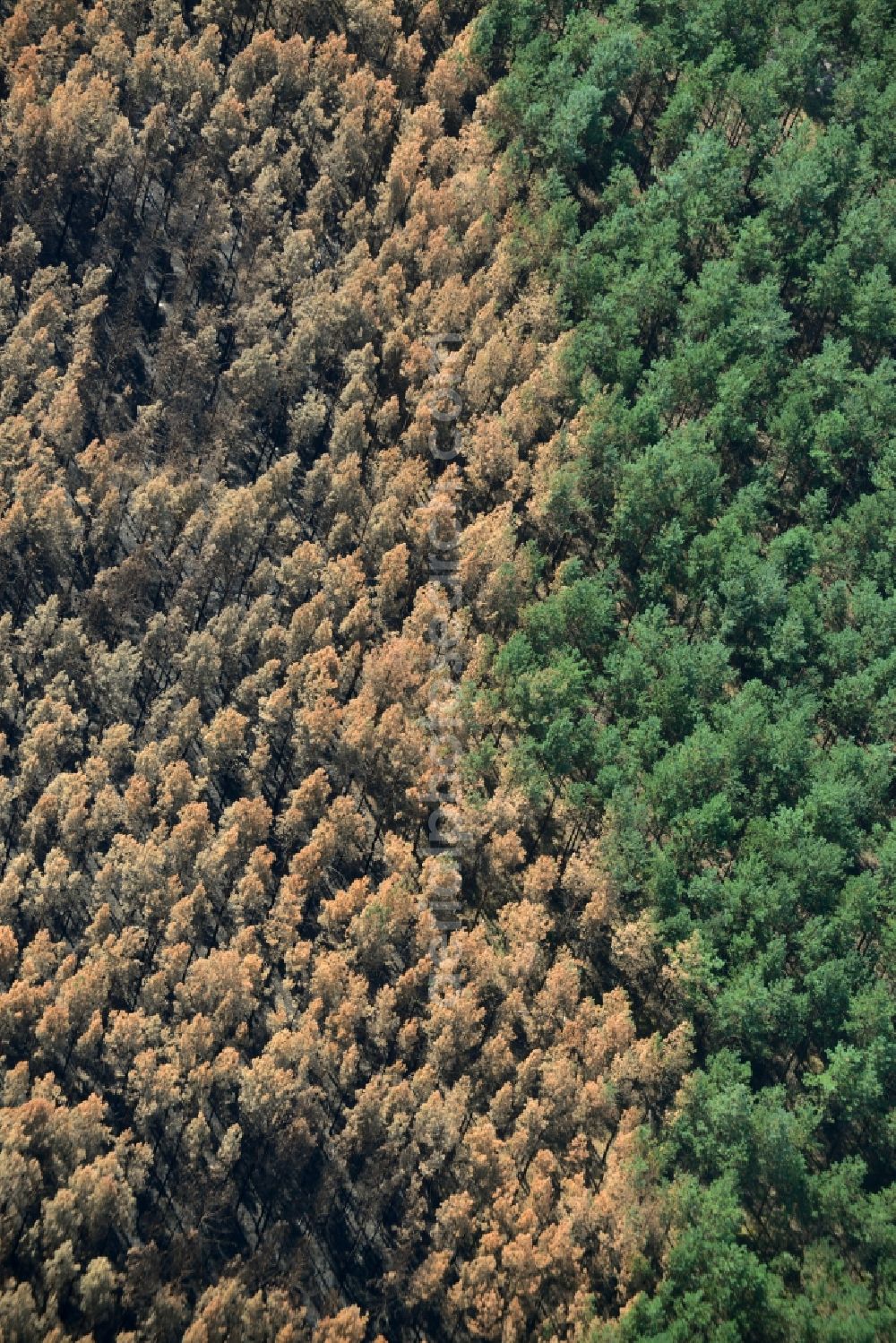 Schönwald from above - Damage by the Great Fire - destroyed forest fire tree population in a wooded area - forest terrain in Schoenwald in the state Brandenburg