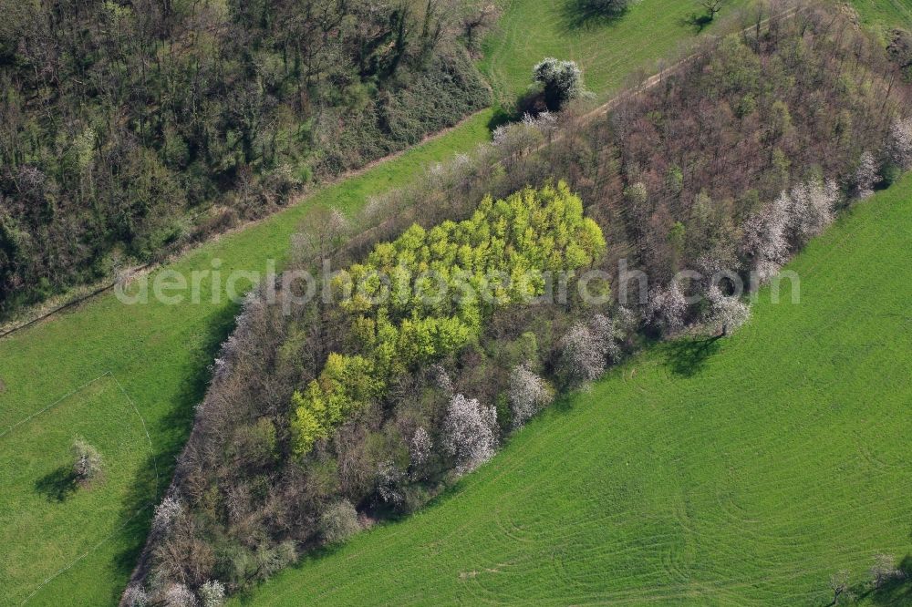 Weil am Rhein from the bird's eye view: Colorful tree tops in a deciduous forest - forest area in the in district Oetlingen in Weil am Rhein in the state Baden-Wuerttemberg, Germany