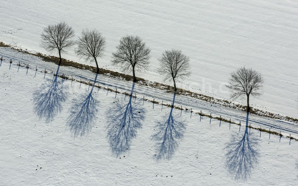 Aerial photograph Brilon - Snow-covered tree avenue in Altenbueren in North Rhine-Westphalia, Germany